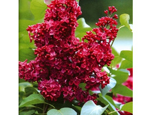 306���. ������ ������������ ������� ������.jpg