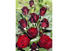 ��������� 220���. ����� �������� ��� 9��..jpg