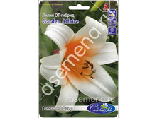 ������ ������.jpg