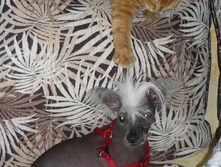 ���� �� �������, ����� ...