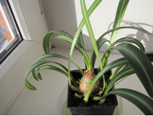 Reticulatum - ������������ � ���� ��������� ���.