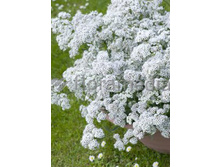 155,1���. ��������� �������� ����(�������� ���� �� 1 ��., ����������� ����� 1��.)���16.jpg