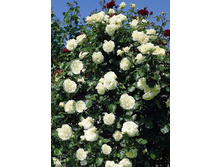 ����������� 220���. (����� �������� ��� 30��.).jpg