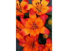 24,44���. ����� ��������� ����(�������� ���� �� 5 ��., ����������� ����� 1��.).jpg