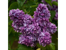 190���. ������ ������������ ��������� �����.jpg