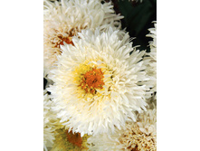 171,7���. ������� ��������(�������� ���� �� 1 ��., ����������� ����� 1��.).jpg