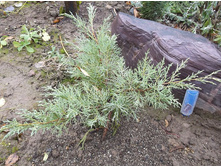 ������������ �������� �������.jpg