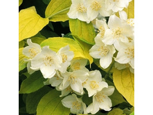 139���. �������� �������� ������.jpg