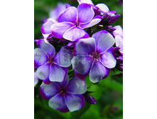 Phlox-Flare-Blue.jpg