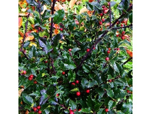 139���. ����� ������� ��� ���������.jpg