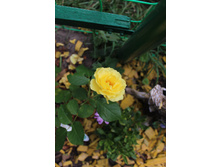 Sparkle Shine (3).JPG