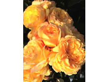 ������� 220���. (����� �������� ��� 9��.).jpg