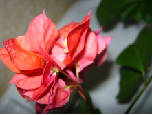����������� "Double Red"