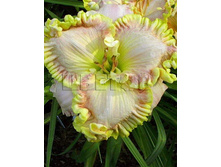 Hemerocallis-Darla Anita