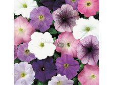 ������� ����� ����� ������ 10�� 15.jpg