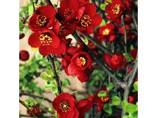 136���. ���� ������������ (���������) ������� ��� ����.jpg