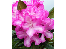 426���. ����������� ������������ ���������.jpg