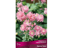 ��������� ������ ������� ������ ����.jpg