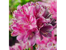 147���. ������ �������� ��������� ����.jpg