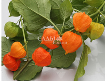 ������� 5 ��. 8,5.jpg