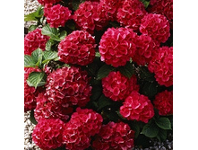 141���. ��������� �������������� ������������.jpg