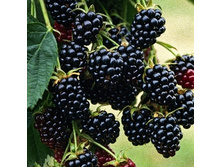 163���. ������� ��������� ��� ����.jpg