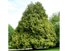 79,2���. ��� Thuja plicata Zebrina.jpg