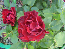 Heinz Winkler (15).JPG