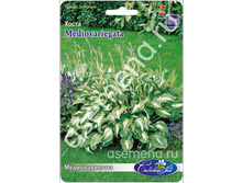 �����	��������������	Mediovariegata