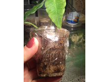 : �������� ����, Backhousia citriodora,