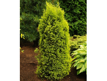 95,7���. ������������ Juniperus communis Gold Cone.jpg