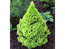 172,7���. ��� Picea glauca Conica Maigold.jpg