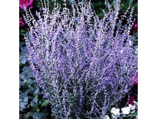 190���. ��������� ������������� ���� �����.jpg