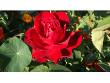 2015-09-26 15.50.28.jpg