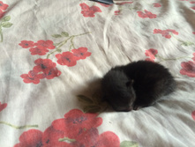 2015-08-02 11.59.21.jpg