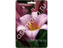 ���� ������.jpg