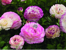 ����� ���� ����� ���������� 3�� 31,5.jpg