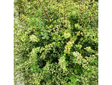 141���. �������� �������� ��������.jpg