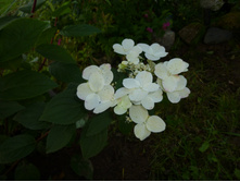 ���� ��� 2014