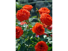 ����� �������� 220���. (����� �������� ��� 8��.).jpg