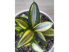 20150918 134259 HDR.jpg