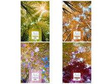 ������� �6 40�. �� ������ Color tree 10,40.jpg