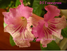 DS ���������.jpeg