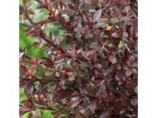 137���. �������� �������� ��� ���.jpg