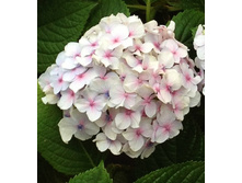 226���. ��������� �������������� ���� �����.jpg