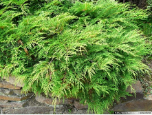 106,7���. ���������� Microbiota decussata.jpg