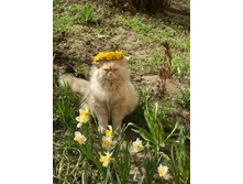 ��� � �����