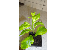 �������� Duranta erecta "Golden Edge"- 150 ���.