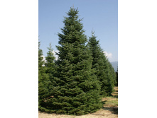 101,2���. ����� Abies nordmanniana Ambolouri (Tlugi).jpg