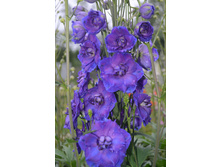 �� ���������� Pagan Purples